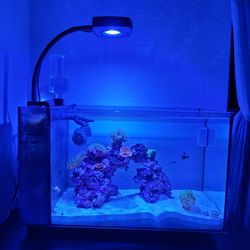 Fluval EVO  13.5 With AI Prime HD 16 And Add Ons