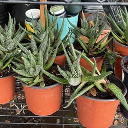 “Zebra Wart” Plants  $5 ea. OR 3/$10