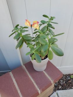 2  Double Trunk Jade Plants In 5" Pot