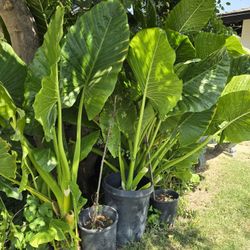 Elephant ears plant And Palm tree.