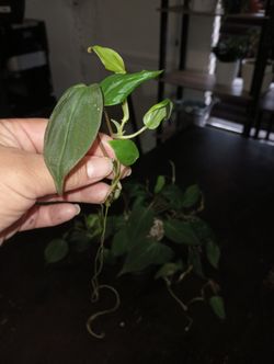 Philodendron Micans Cutting With Roots 
