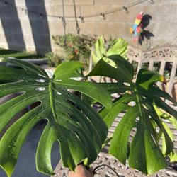 Monstera Rooted Cutting Indoor Plant