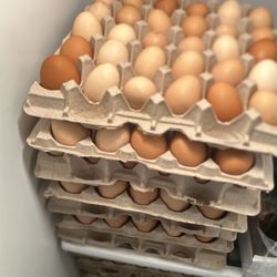Organic Chickens Eggs 🍳 