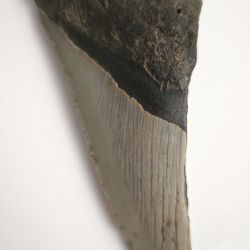 4.25 Half Megaladon Tooth