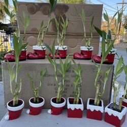 Lucky Bamboo Plants In Christmas Ceramic Vases(11”tall - 16”tall $5 each )