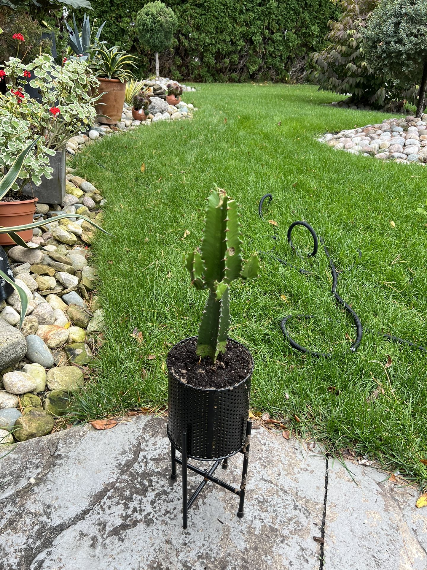 Cactus