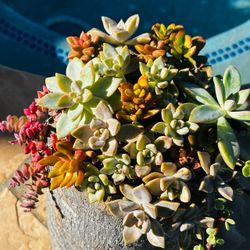 Mixed Succulent Arrangement in Palm unique Planter