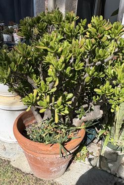 Huge Jade Succulent In Terra Cotta Pot