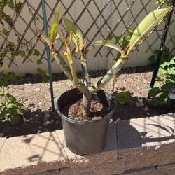 White/yellow Plumeria