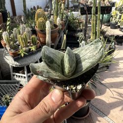 Gasteria ‘Sakura Fuji’ Succulent Variegated 2inch Pots