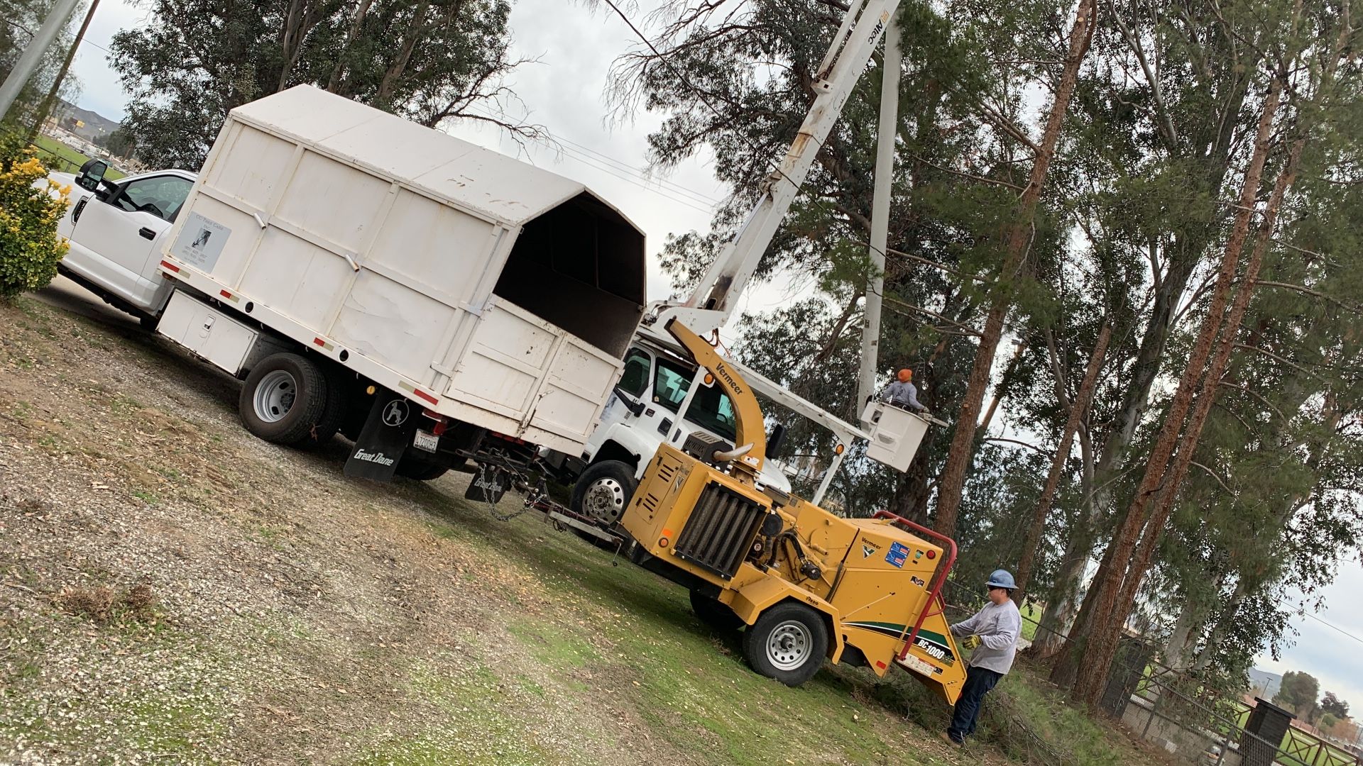 Removals Or Tree Trimming -dangerous Trees