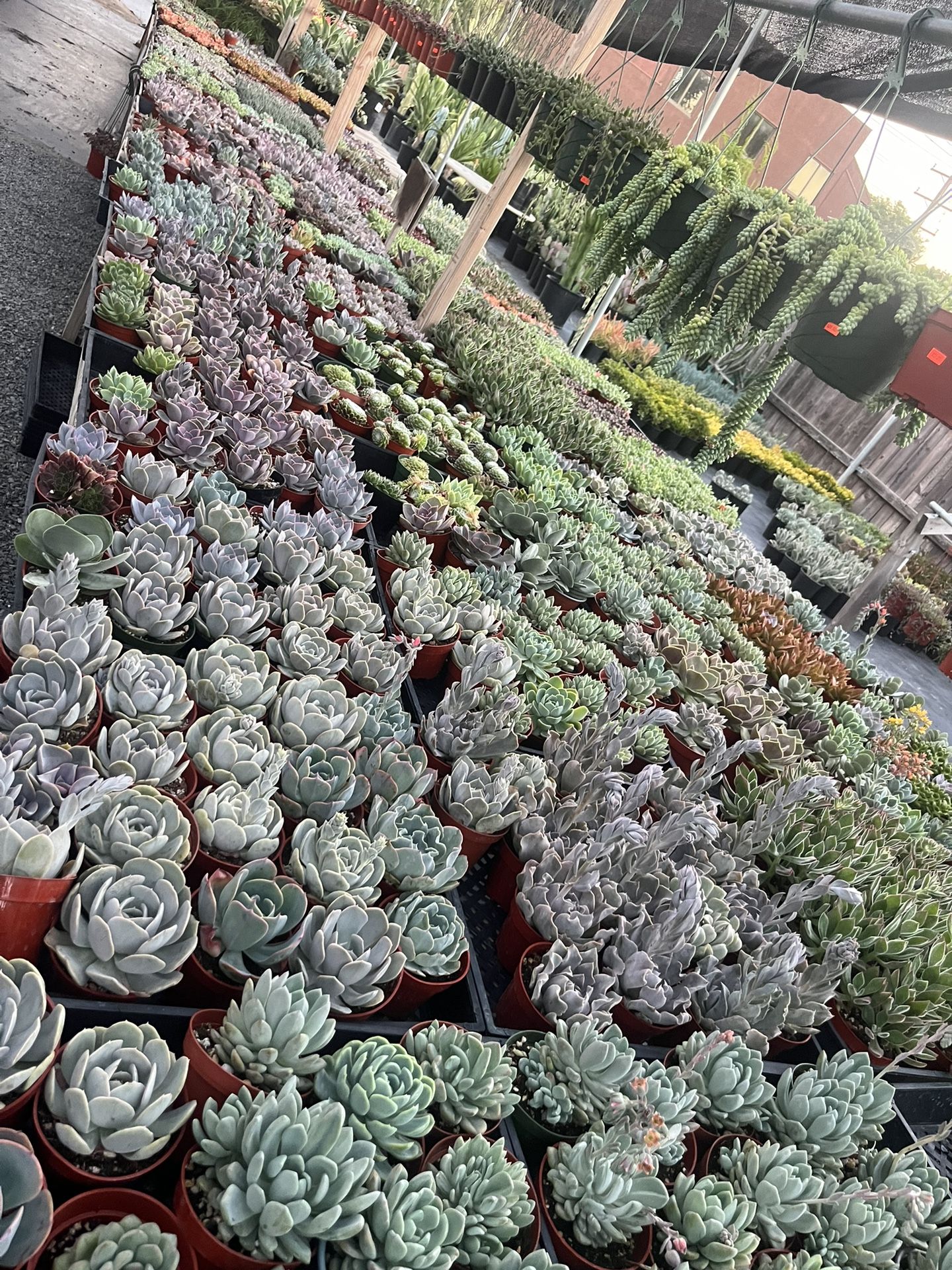 4th Of July Sale Starting Today Ends Sunday The 7th 4” Succulents $2.50 Each