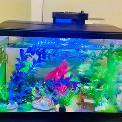 Aquarium With Full Sets 