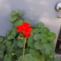 Giant Red Geranium 