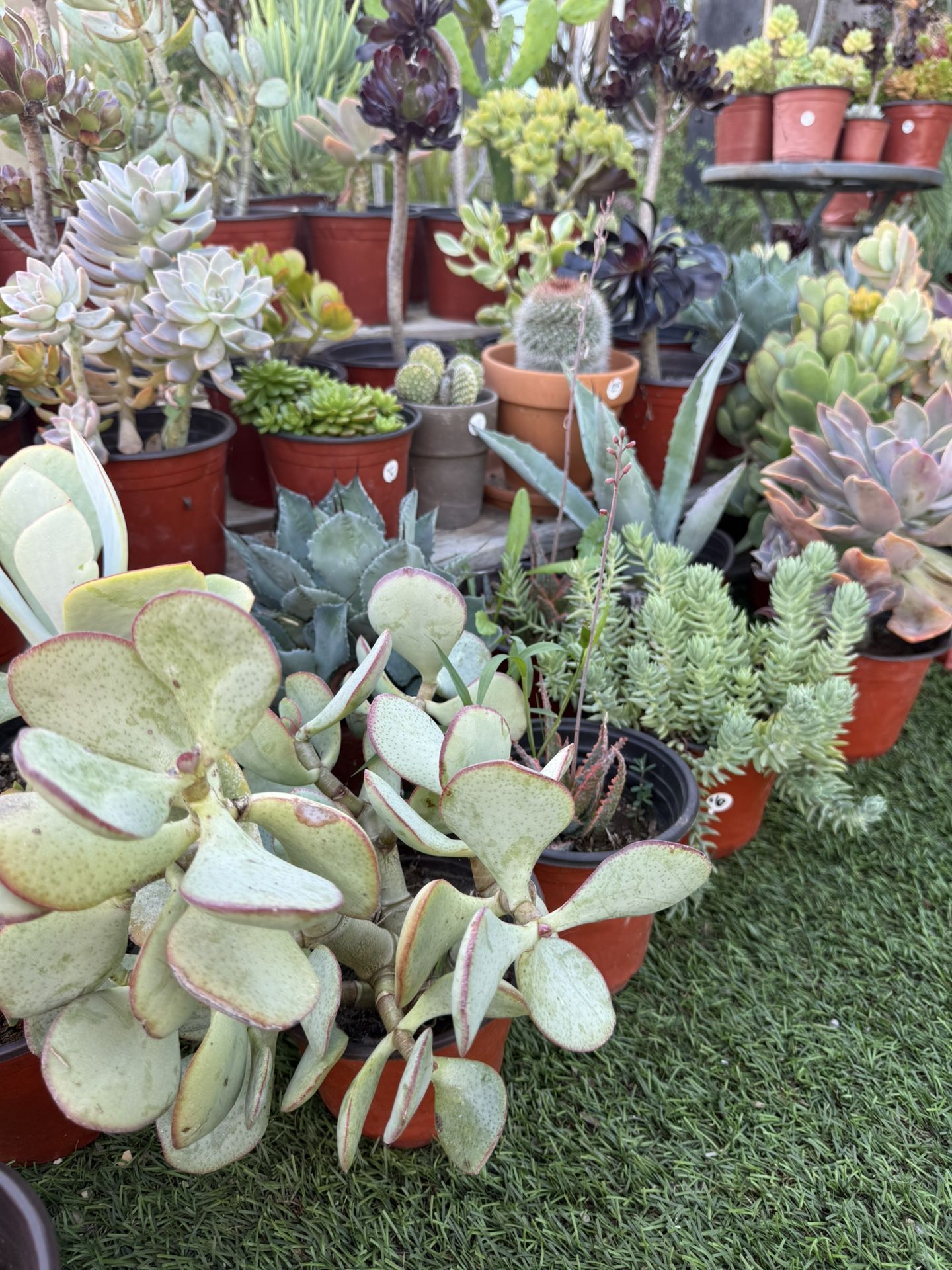 Succulents Plants Cactus 