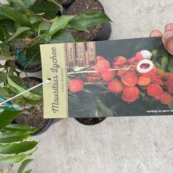 lychee