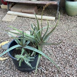 Multiple  Cacti/Succulent. In An. Extra Large Black Pot