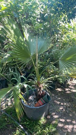 Es una 🌴   palma