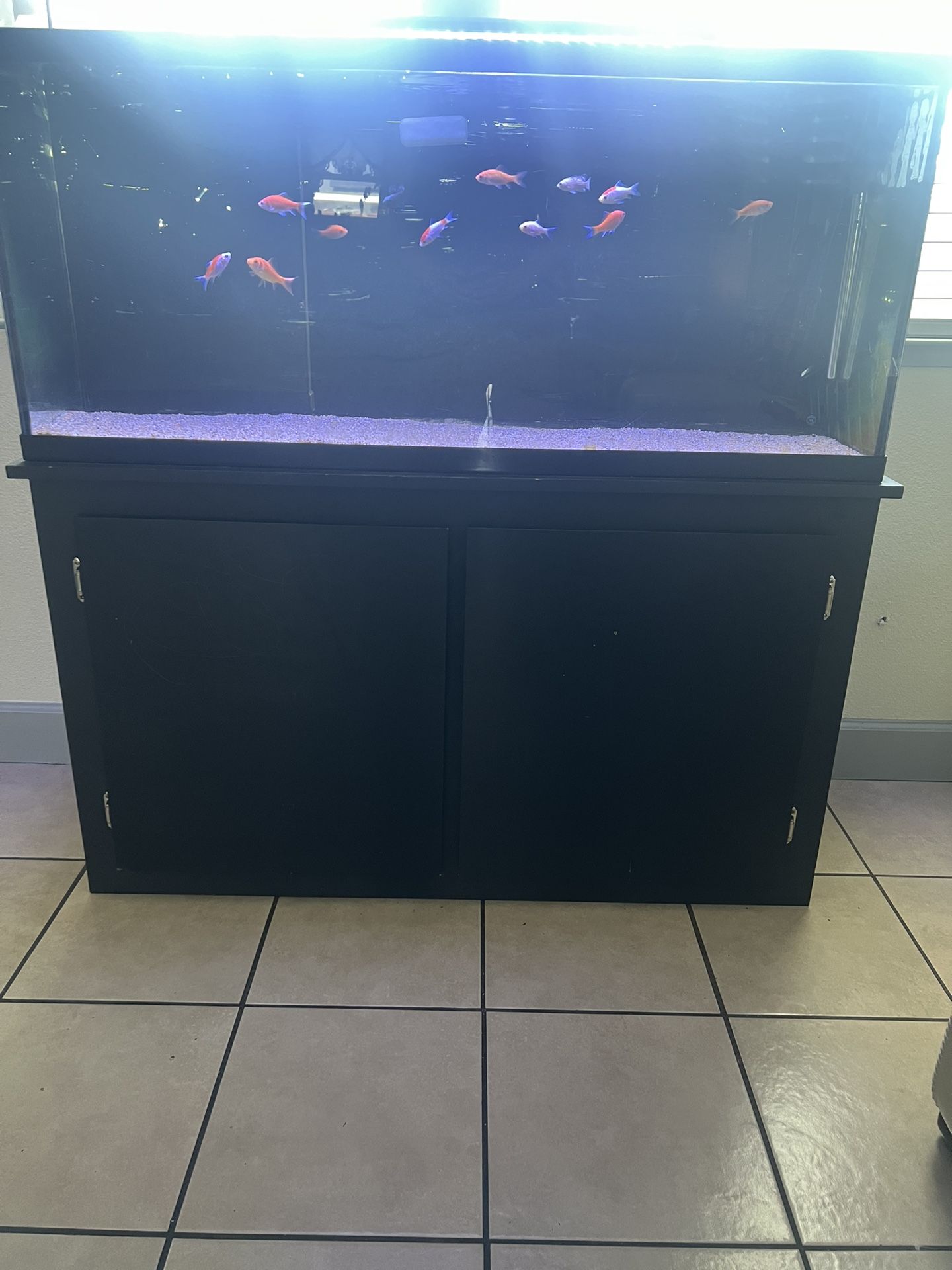 Fish Tank
