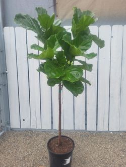 Fiddle Leaf Plant 7' Tall in 14" Nursery Pot