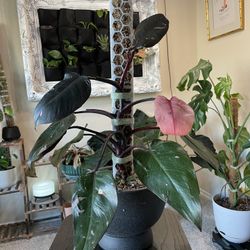 2 Stackable D Shaped Moss Pole for Climbing Plants