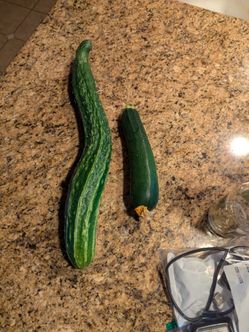 Free cucumber and a small zucchini
