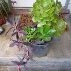 Big Succulent Pot 