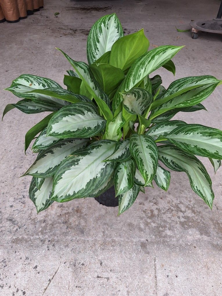 Aglaonema Silver Bay