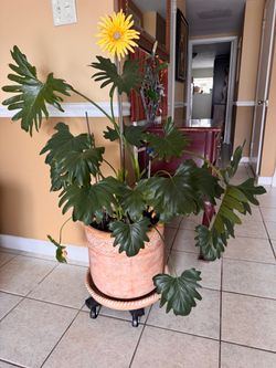 Large Philodendron Plant in Terra Cotta Pot