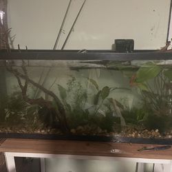 Tanks And Tank Setups