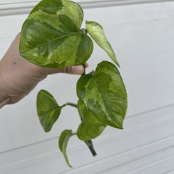 Lemon meringue Pothos plant CUTTING