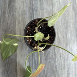 4in Philodendron Ocamposportum Plant