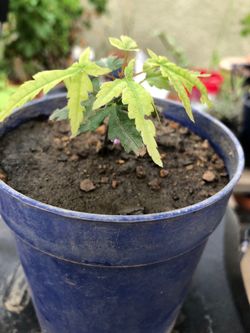 Japanese Maple Tree