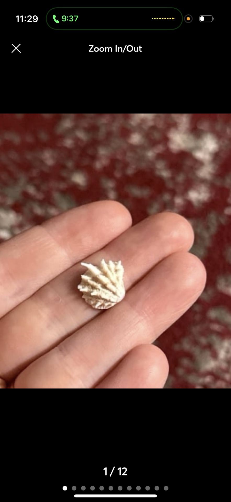 mini Spiny Jewel Box shell