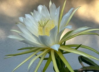 Pitaya White Flower Dragon Fruit Cuttings