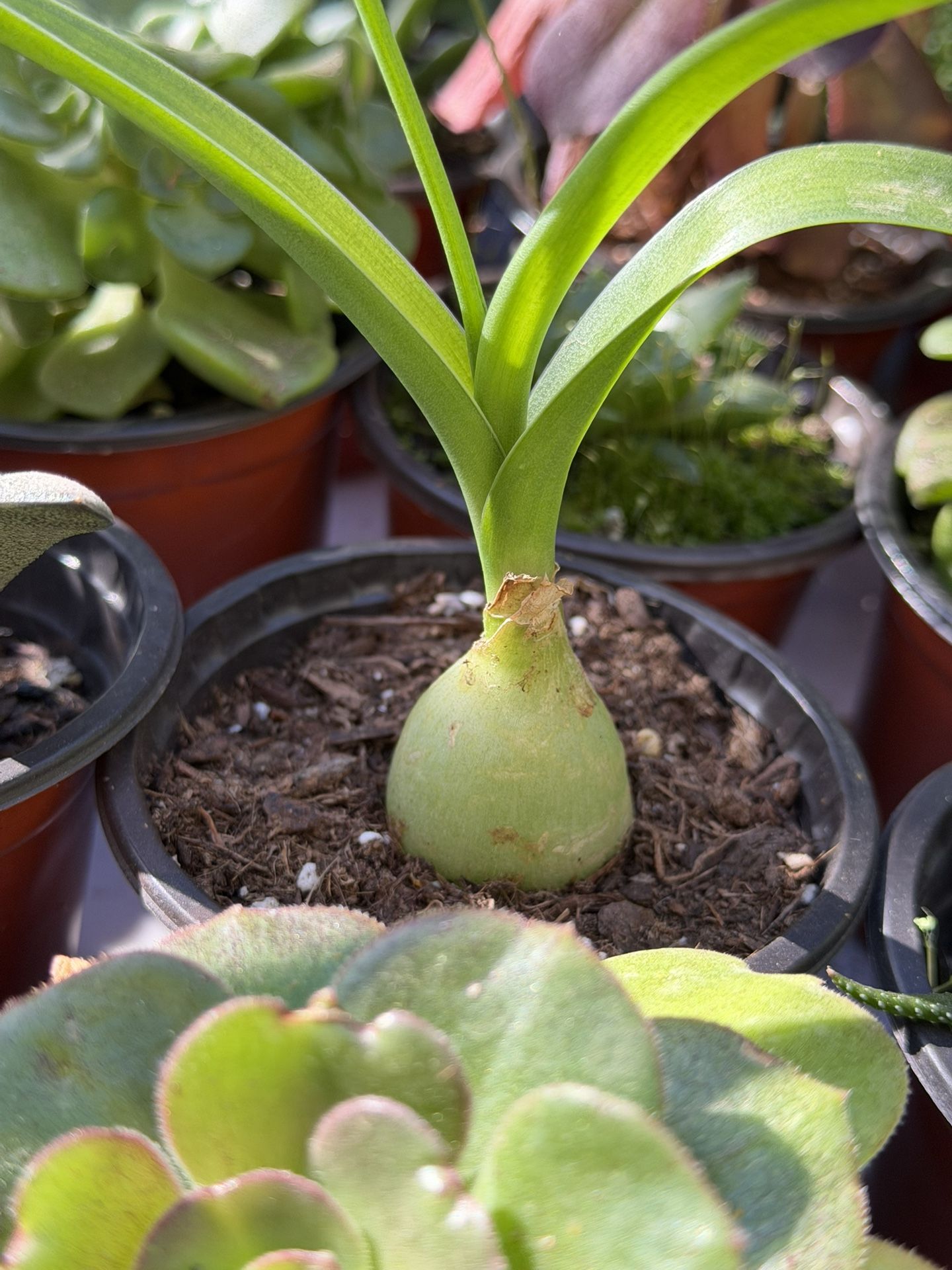 Succulents Plants ๐ชด