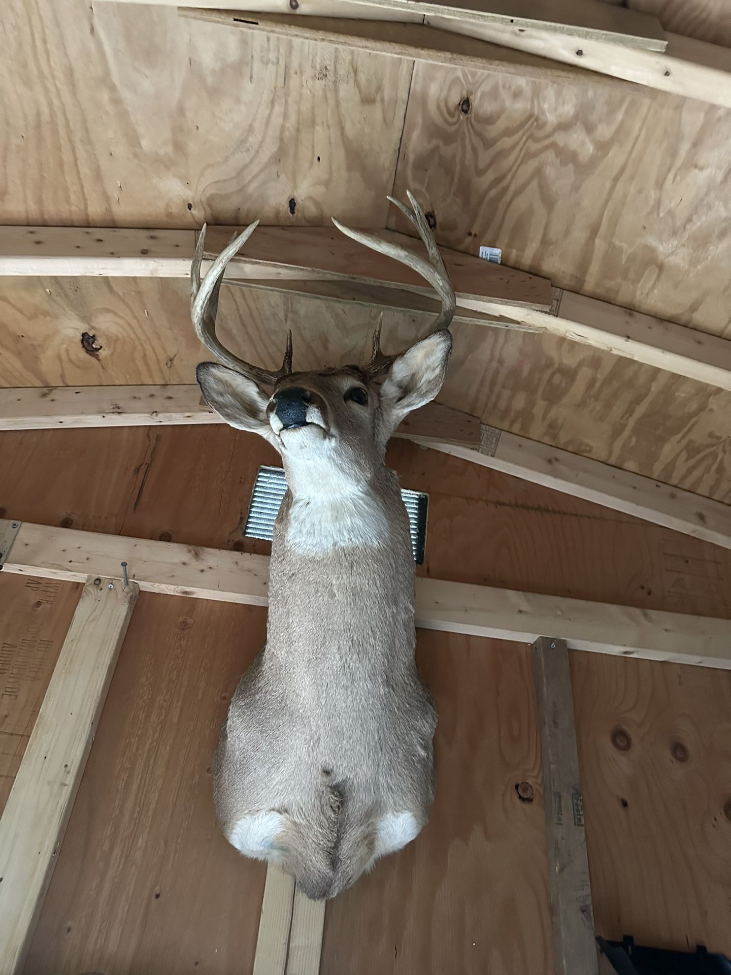 Deer Head Mounted