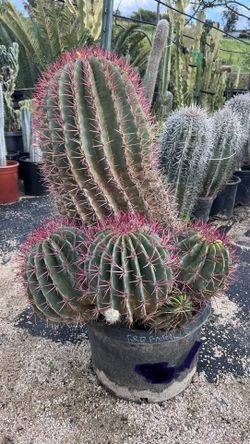 Red Barrel Cactus