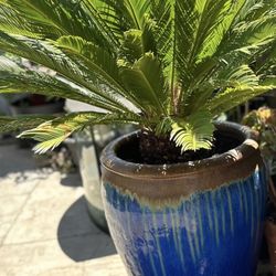 The Tall And Big Pot Size 30Hx22W, With Hole Drainage Like New Just Put The Tree In Then Took  It Out The Plant Not Included 