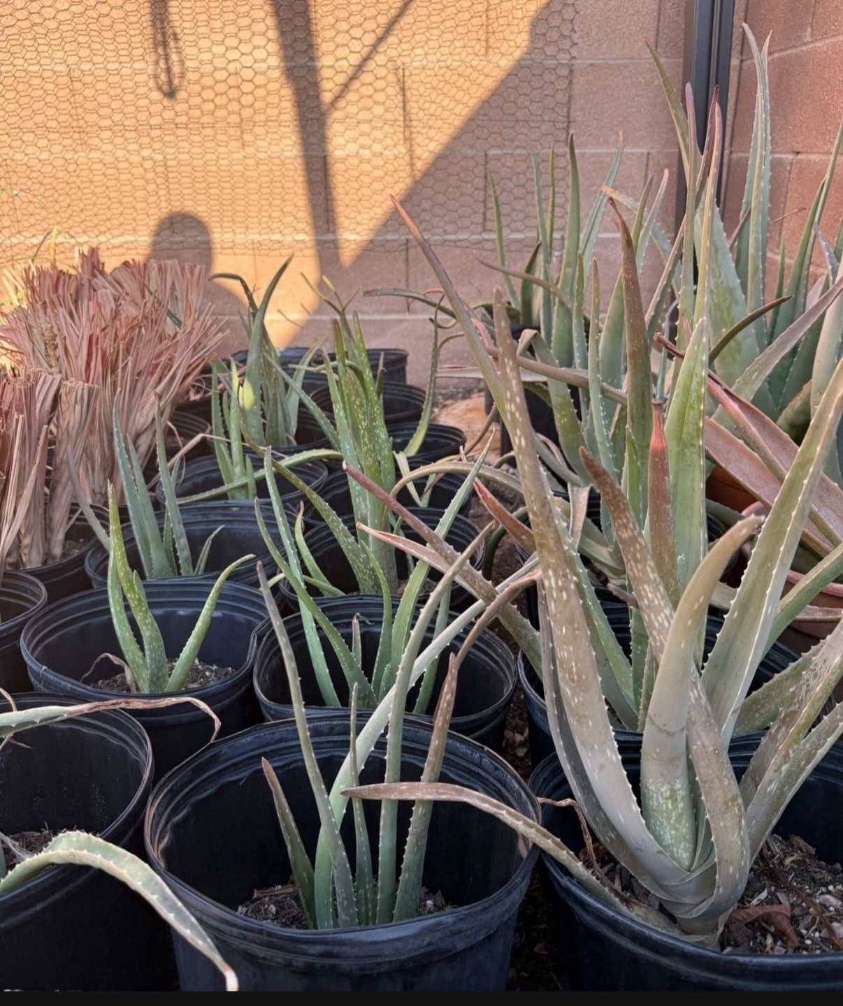 Healthy Aloe Plants 10$ Each- SW Area Next To IKEA