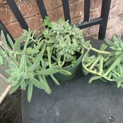Beautiful Plant .succulent.