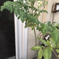 Drumstick Plant Big