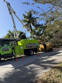 Palm and tree trimming