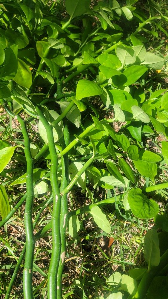 Large Fully Rooted Lush Green Devils Backbone
