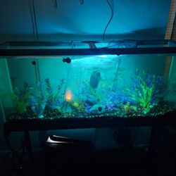 65 Gallon Aquarium With Stand
