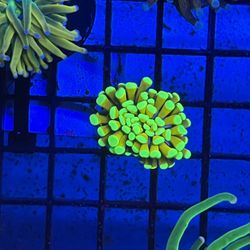 Torches Coral Decor