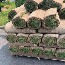 Fresh Sod