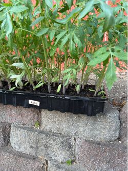 tomato plants