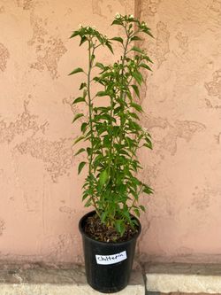 Habanero & Chiltepin Pepper Plants