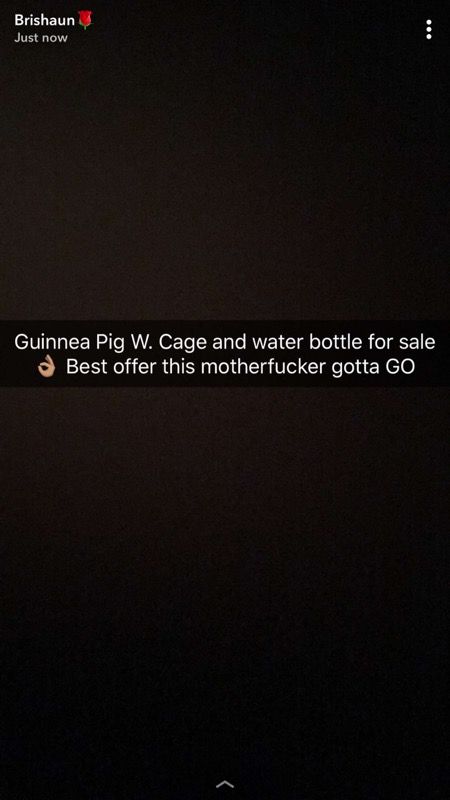 Guinnea Pig w. Huge Cage